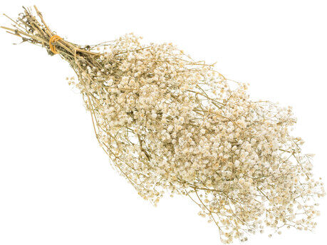 Schleierkraut, natur, 55 cm