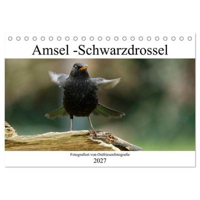 Amsel - Schwarzdrossel fotografiert von Ostfriesenfotografie (Tischkalender 2027 DIN A5 quer), CALVENDO Monatskalender