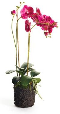 Porch & Petal "Phalaenopsis X 2 Drop-In 29"""