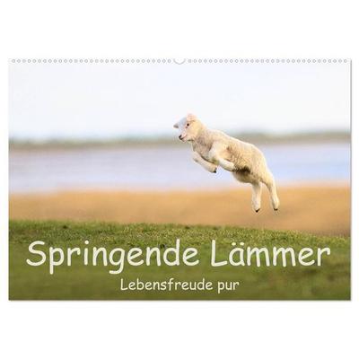 Springende Lämmer: Lebensfreude pur (Wandkalender 2027 DIN A2 quer), CALVENDO Monatskalender
