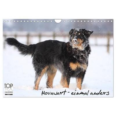 Hovawarte - einmal anders (Wandkalender 2027 DIN A4 quer), CALVENDO Monatskalender