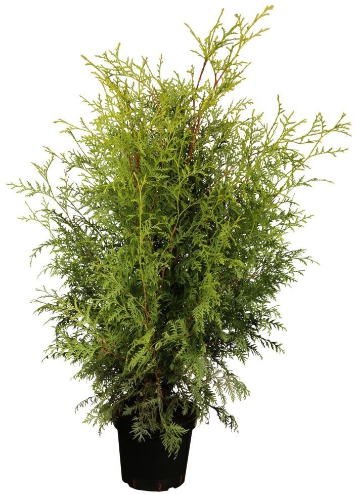 Pflanzen Topfgewachsene Heckenkoniferen Lebensbaum Brabant Thuja occidentalis H 40 - 60 cm 2 L Container