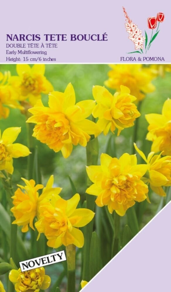 Narcis Tête Boucle bloembollen, 12 stuks, Geel