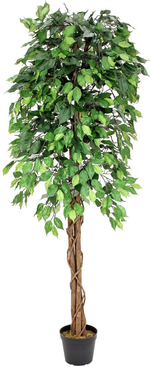 Europalms Ficus-Benjamini Multi-Stamm, 180cm