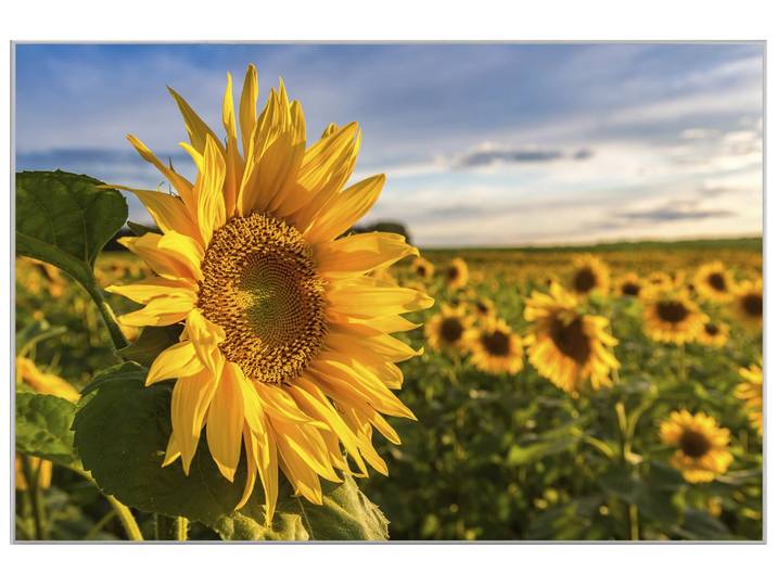Bild mit Rahmen Sonnenblumenfeld image LAND
