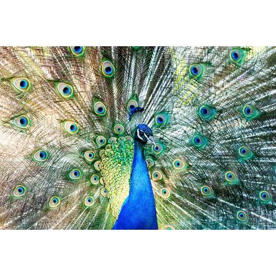 Papermoon "Pfau"