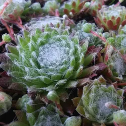 Spinnennetz-Steinbrech – Sempervivum arachnoideum