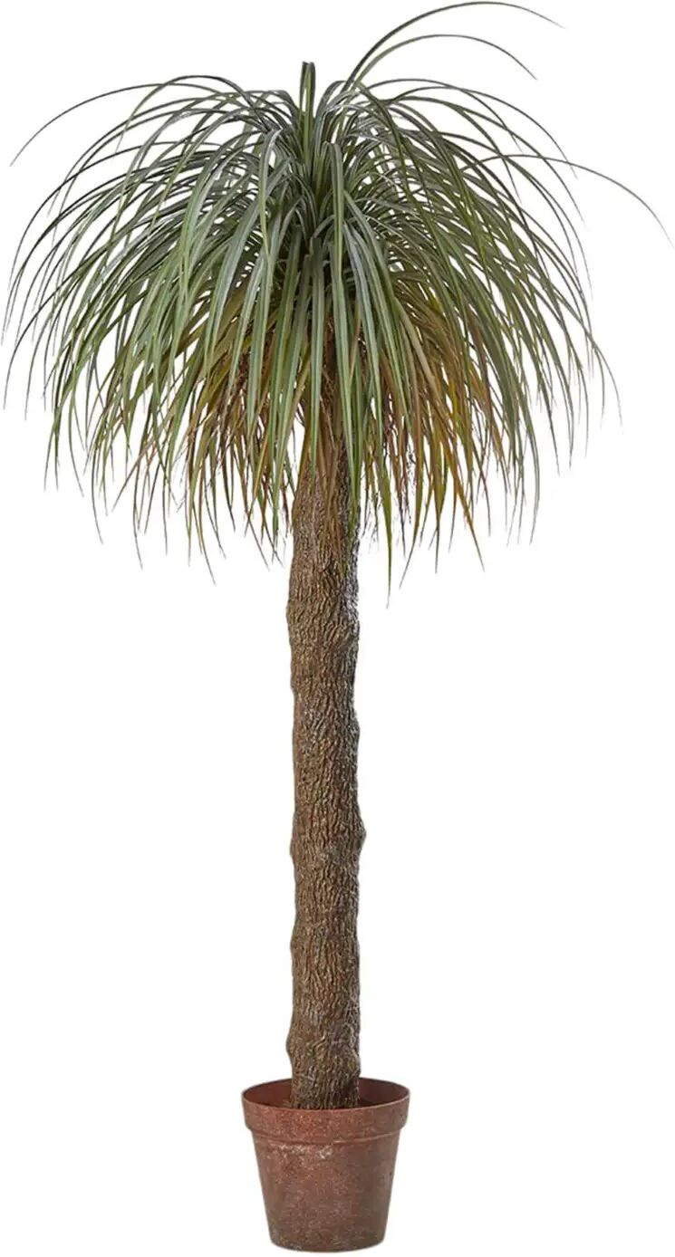 Edg Beaucarnea H: 190 cm