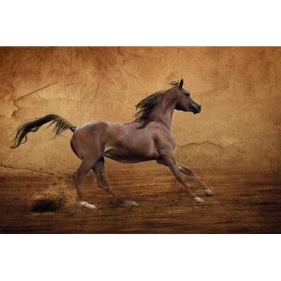Fototapete PAPERMOON "Pferd", bunt, B:3,5m L:2,6m, Vlies, Tapeten