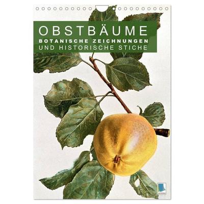 Obstbäume: Botanische Zeichnungen und historische Stiche (Wandkalender 2026 DIN A4 hoch), CALVENDO Monatskalender