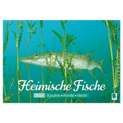 Heimische Fische: Karpfen, Forelle, Hecht (Wandkalender 2026 DIN A2 quer), CALVENDO Monatskalender