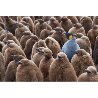 Fototapete PAPERMOON "KÖNIG PINGUIN UND KÃƒÅ’KEN-FALKLAND INSEL TIERE VÖGEL MEER", bunt, B:3,5m L:2,6m, Vlies, Tapeten