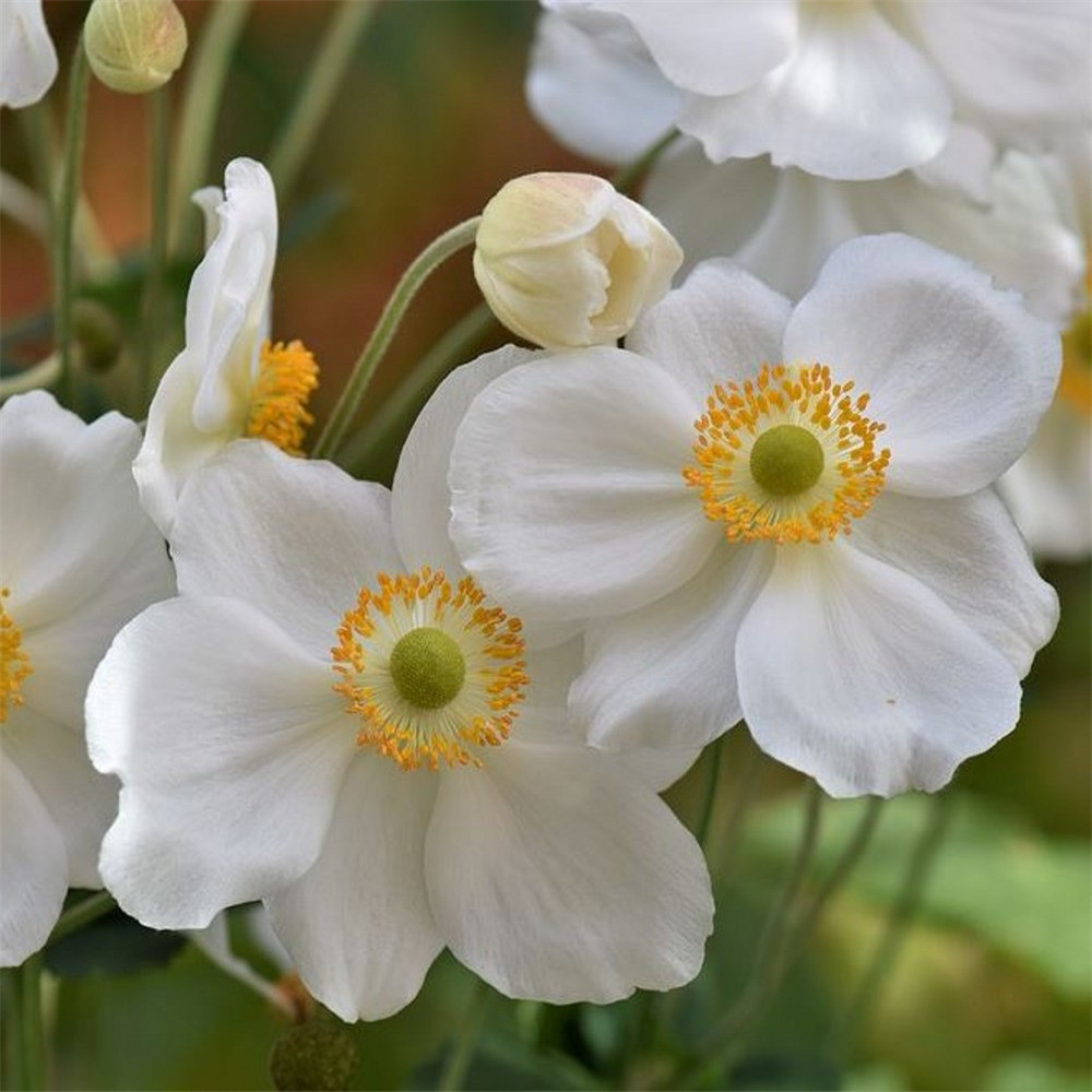 6x Anemoon hybride Anemone hybrida Andrea Atkinson in pot van 9x9 cm