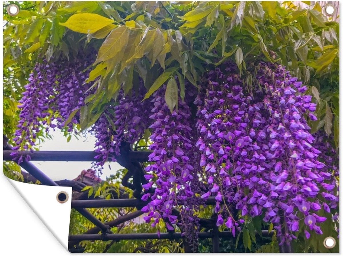 Tuindecoratie Tuinposter Close-up van blauwe regen, 40 x 30 cm