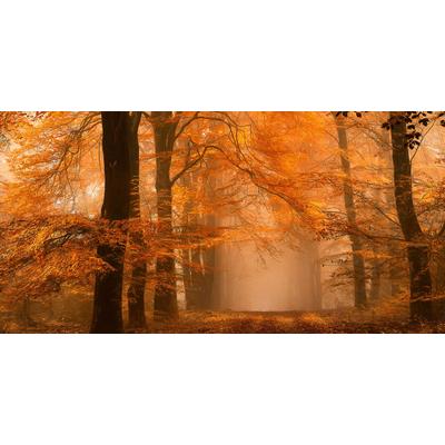 Fototapete ARCHITECTS PAPER "Fantastic Forest", orange (braun, creme, orange), B:5m L:2,5m, Vlies, Tapeten, Vlies, Wand, Schräge