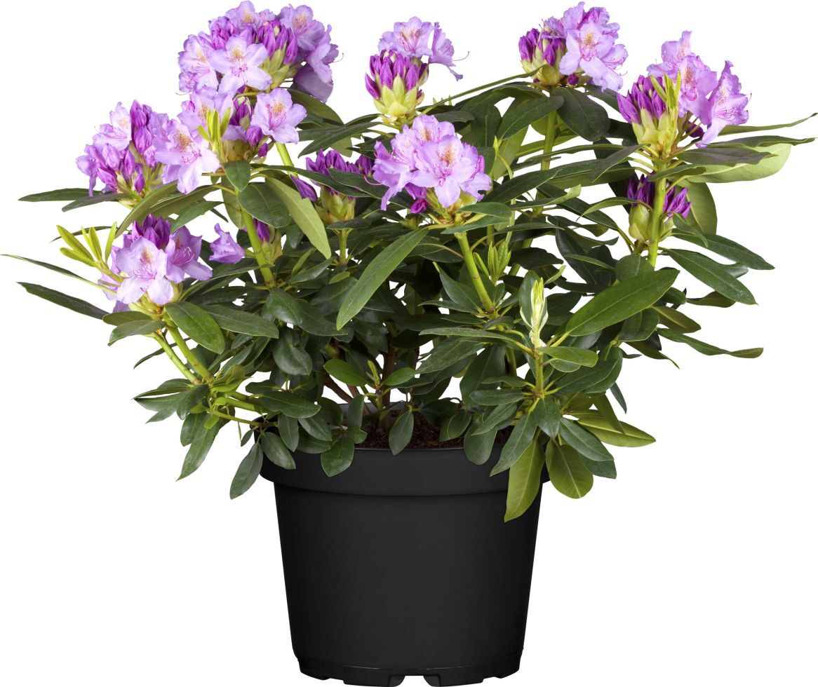Pflanzen Rhododendron Hybriden in Sorten H ca 40 - 50 cm 5 l Container