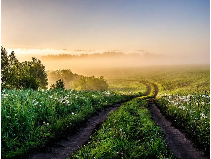 Fototapete PAPERMOON Foggy Forest Path , bunt, B:4m L:2,6m, Vlies, Tapeten, Fototapete