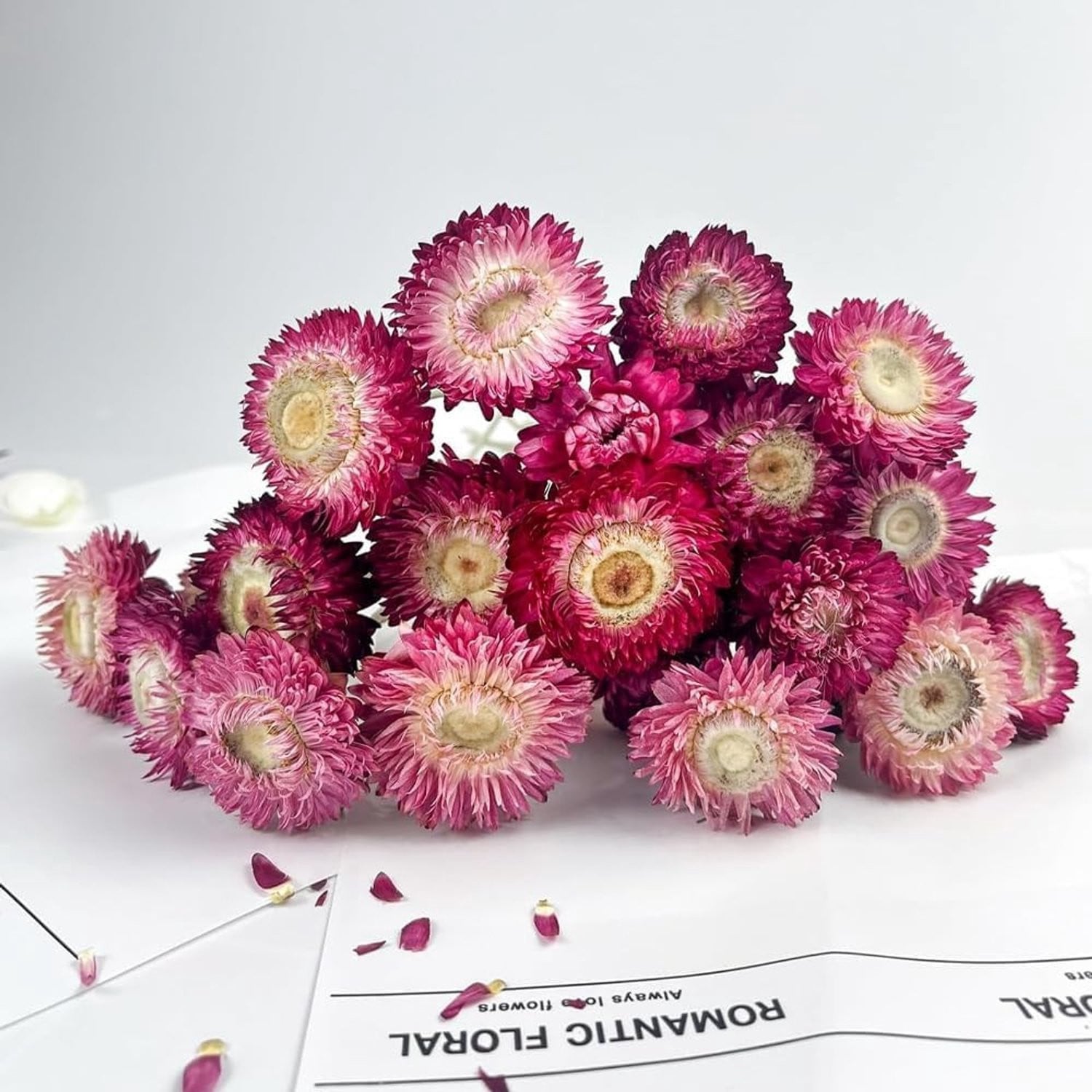 Gedroogde Chrysant bloemen - 120 stuks paarse bloemen voor decoratie en knutselprojecten - 100g