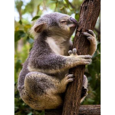CALVENDO Puzzle Klettern ist schön... | 1000 Teile Lege-Größe 64x48cm Foto-Puzzle für glückliche Stunden