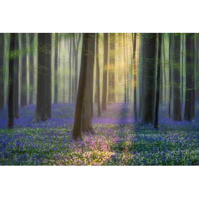 Fototapete PAPERMOON "Photo-Art ADRIAN POPAN, TAGTRÄUME VON BLUEBELLS", bunt, B:4m L:2,6m, Vlies, Tapeten