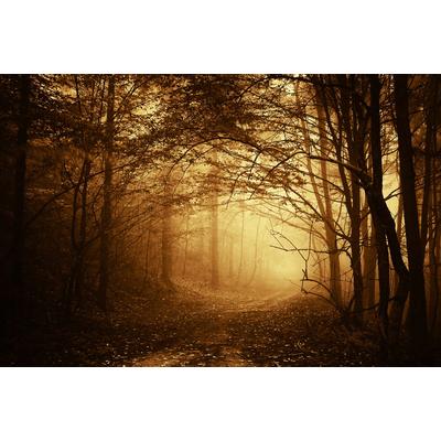 Fototapete PAPERMOON "Dunkler Wald", bunt, B:3,5m L:2,6m, Vlies, Tapeten