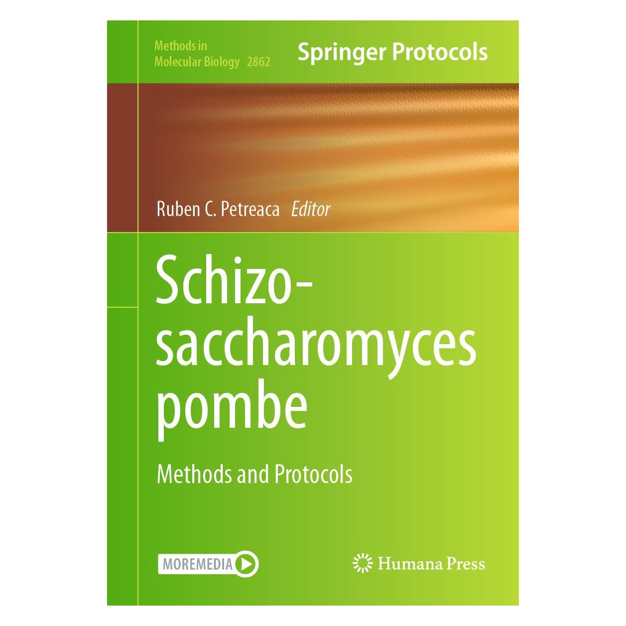 Springer Schizosaccharomyces pombe (Englisch, Hardcover, Ruben C. Petreaca) (9781071641675)