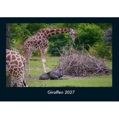 Giraffen 2027 Fotokalender DIN A4