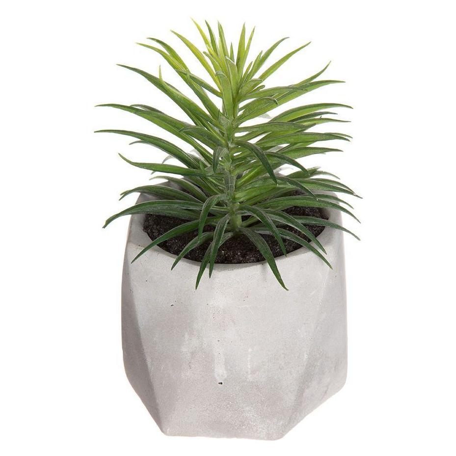 Atmosphera Dekorationspflanze (14 cm) (45261695)