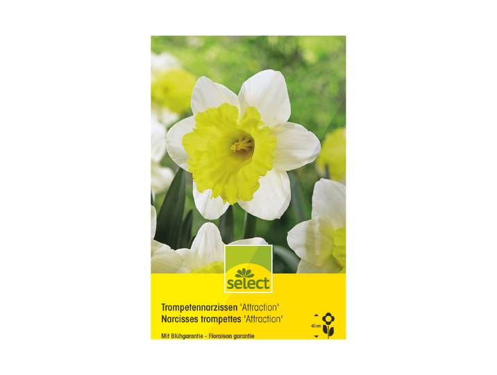 Select Kronennarzissen Attraction ''