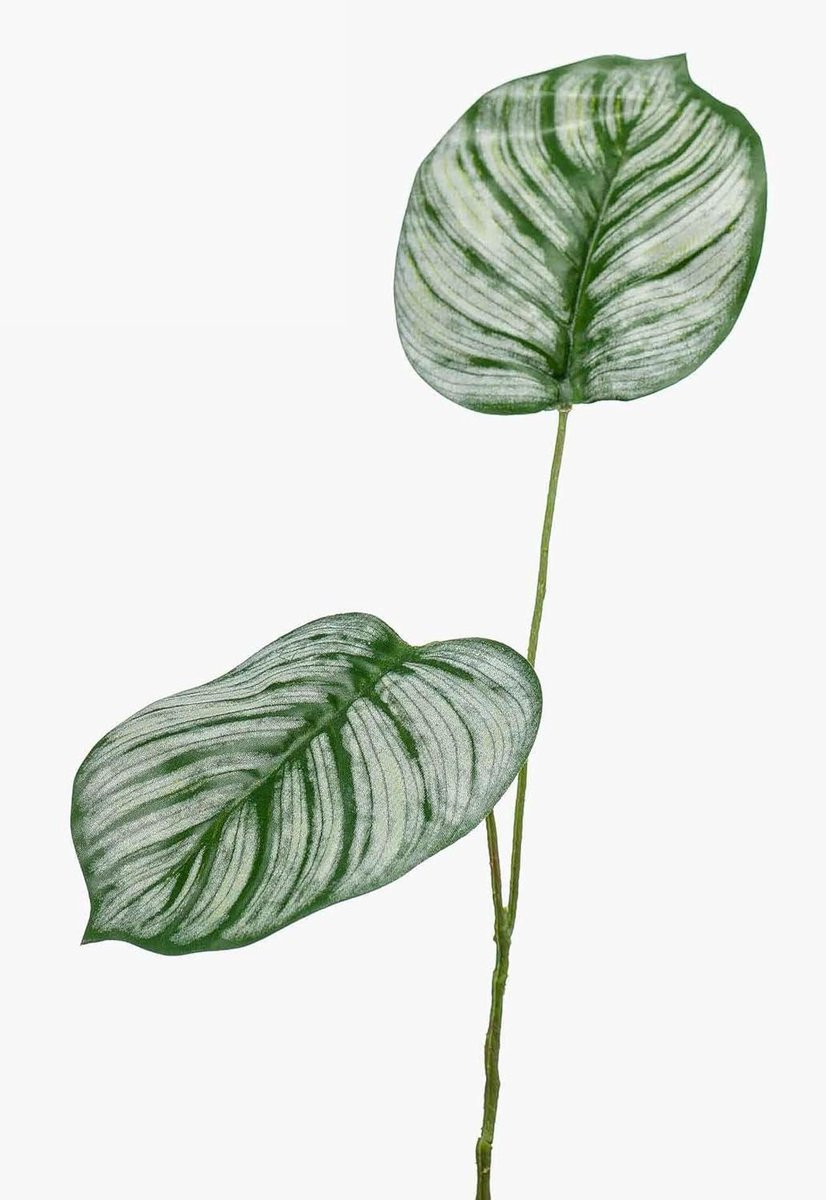 Vlambestendige decoratieve tak Calathea kunstplant - Groen - 50 cm