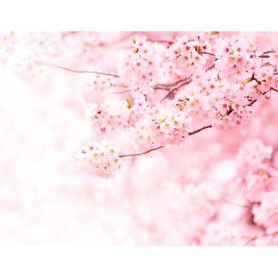 Fototapete LIVING WALLS "Kirschblüte Cherry Blossum", rosa (weiß rosa), B:2,6m L:3,36m, Vlies, Tapeten, Fototapete Kirschblüte Natur Schlafzimmer Tapeten Wohnzimmer Flur Büro