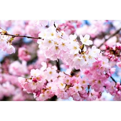 Fototapete PAPERMOON "Cherry Blossoms", bunt, B:3m L:2,23m, Vlies, Tapeten