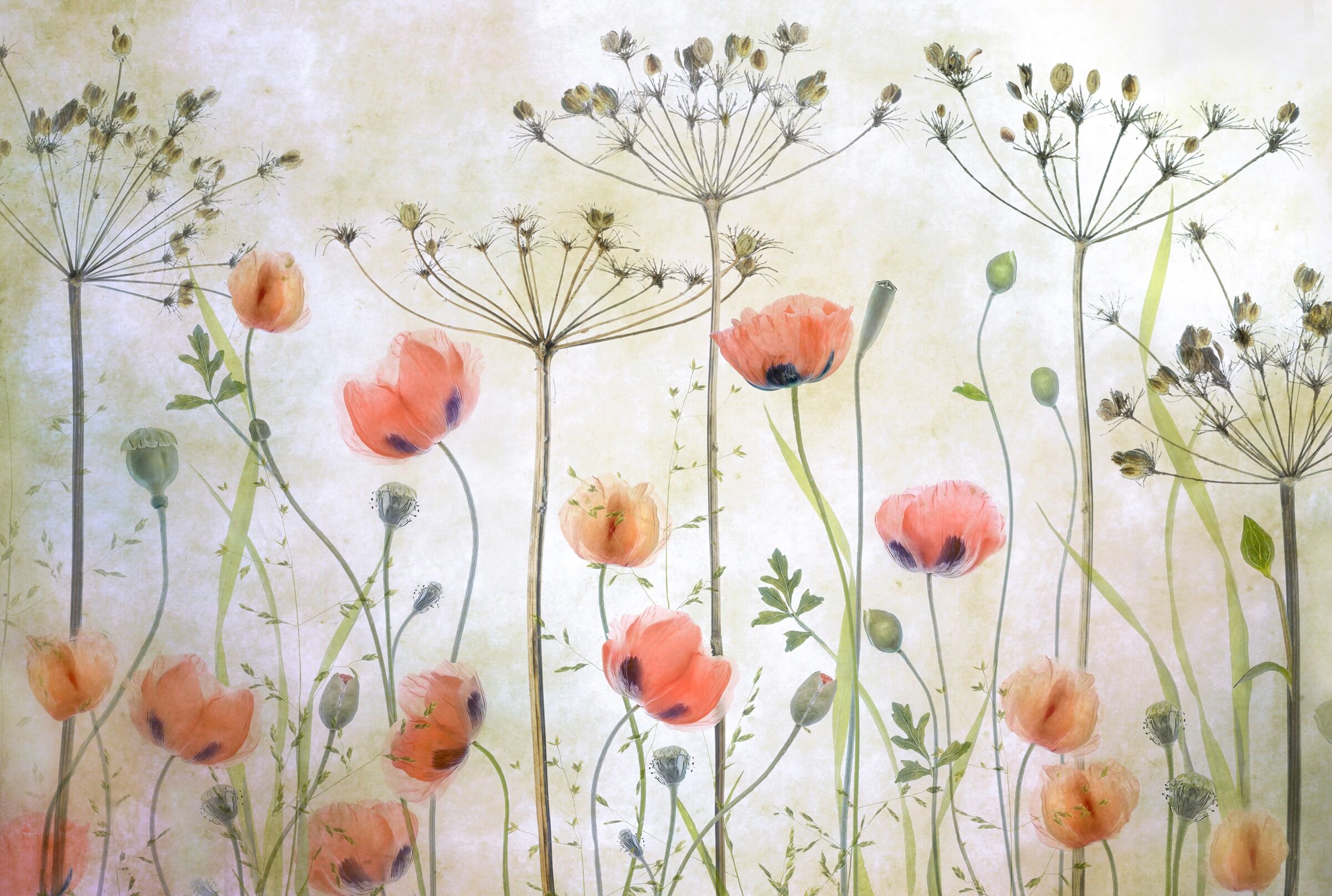 Fototapete PAPERMOON "Photo-Art MANDY DISHER, MOHNWIESE", bunt, B:2m L:1,49m, Vlies, Tapeten, Fototapete bunt B/L: 2m x 1,49m, Bahnen: 4 Stk.