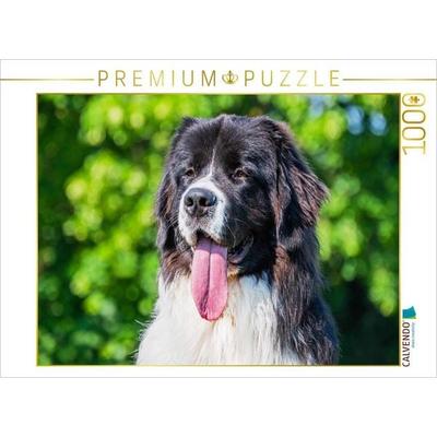 CALVENDO Puzzle Porträt einer Landseer-Hündin | 1000 Teile Lege-Größe 64x48cm Foto-Puzzle für glückliche Stunden