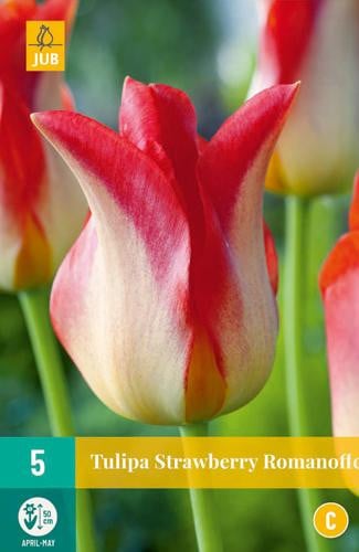 Tulipa Strawberry Romanoff JUB tulpenbollen, 5 stuks