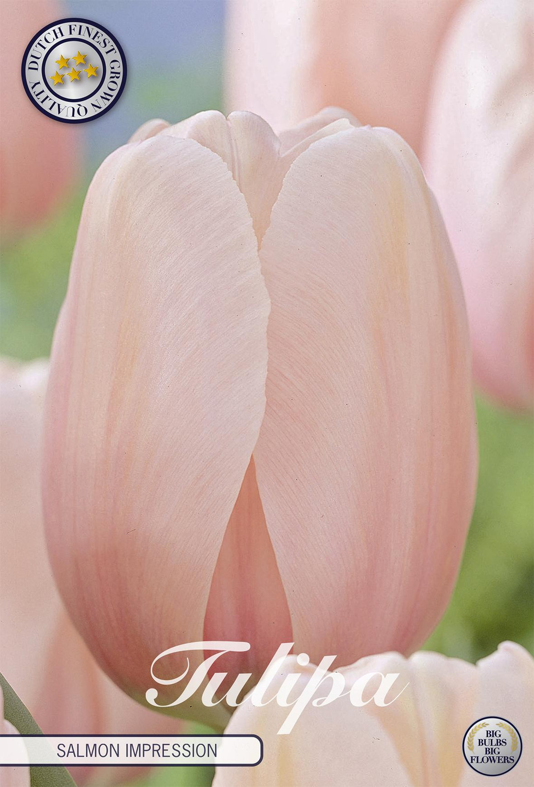 Sam van Schooten Tulpenbollen Salmon Impression (10 stuks)