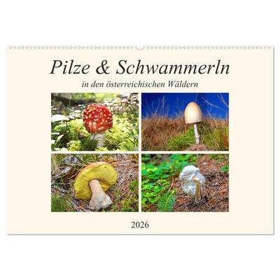 Pilze & Schwammerln (Wandkalender 2026 DIN A2 quer), CALVENDO Monatskalender