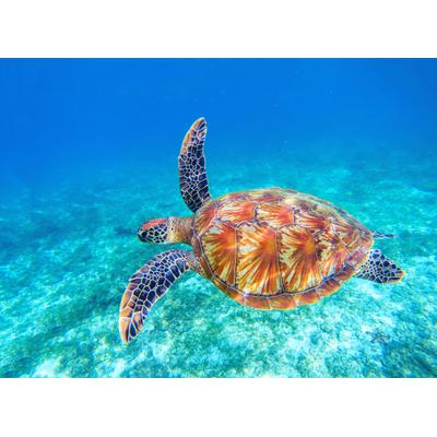 Fototapete PAPERMOON "Big Green Sea Turtle", bunt, B:3m L:2,23m, Vlies, Tapeten