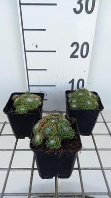 6 x Sempervivum hybride Jubilee Huislook in pot van 9 x 9 cm van GRDplanten