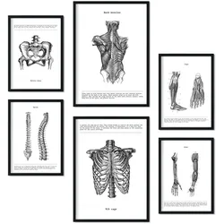 POSTER Set Mit 6 Anatomie Muskeln, Bein, Arm, Wirbelsäule, Becken A3 & A4 Rahmenlos
