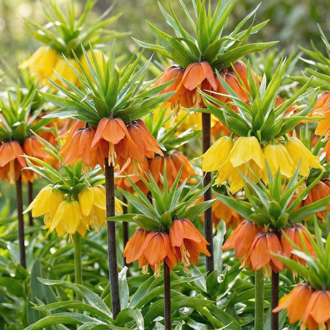 Dutch Bulbs Kaiserkroonbollen Fritillaria Imperialis mix - 6 stuks - Meerjarig en winterhard