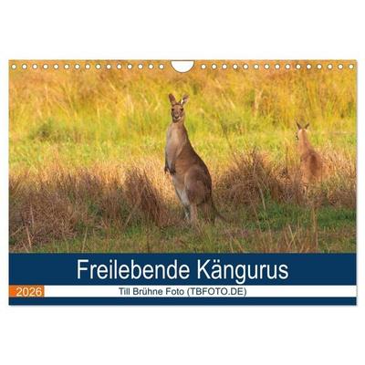 Freilebende Kängurus (Wandkalender 2026 DIN A4 quer), CALVENDO Monatskalender