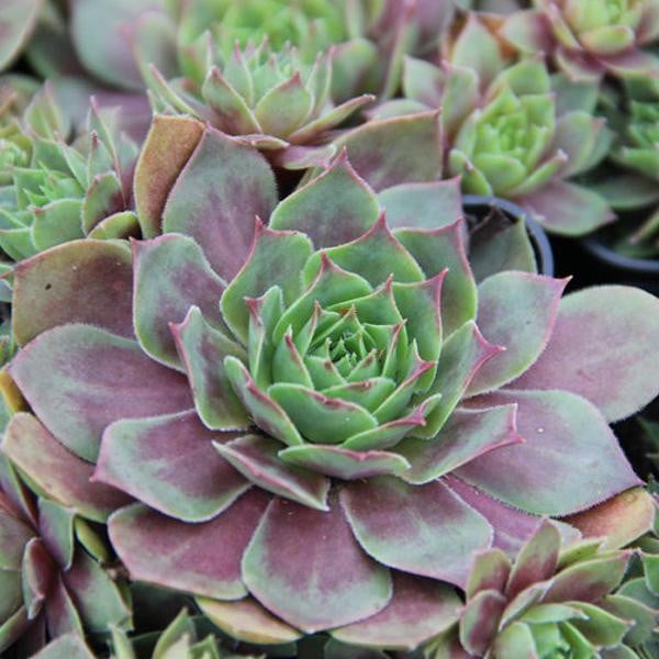 6 x Duizendblad Sempervivum Othello in pot 9x9 cm van Arborix