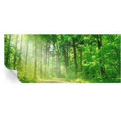 FOTOTAPETE 250x104 cm - Waldweg