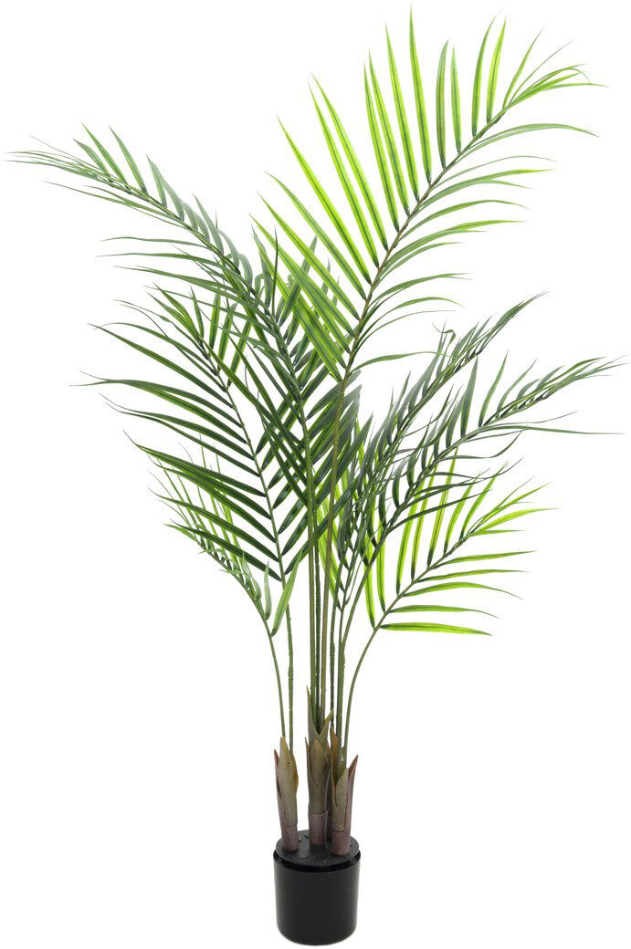 Europalms Großblatt-Areca, 125cm