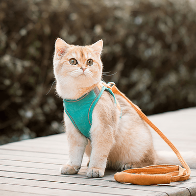 PetsAreLife Harness And Leash Escape Proof Luminous Cat Vest Green XL
