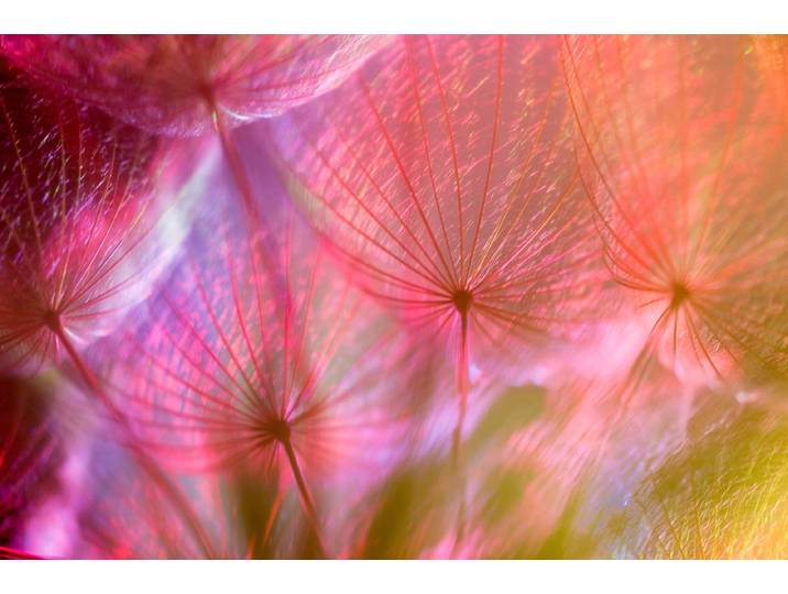 Fototapete PAPERMOON PUSTEBLUME-LÖWENZAHN ABSTRAKT TEXTUR MUSTER FARBIG DEKO , bunt, B:3,5m L:2,6m, Vlies, Tapeten, Fototapete