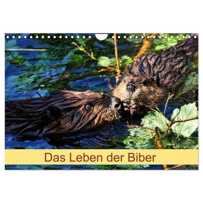 Das Leben der Biber (Wandkalender 2026 DIN A4 quer), CALVENDO Monatskalender