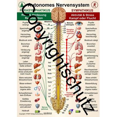 Autonomes Nervensystem - Parasymphatikus - Sympathikus, Zubehör von Tanja Aeckersberg, Aeckersberg, Ingrid, 978-3-911548-32-8