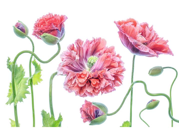 Fototapete PAPERMOON Photo-Art MANDY DISHER, SCHICK , bunt, B:4m L:2,6m, Vlies, Tapeten, Fototapete